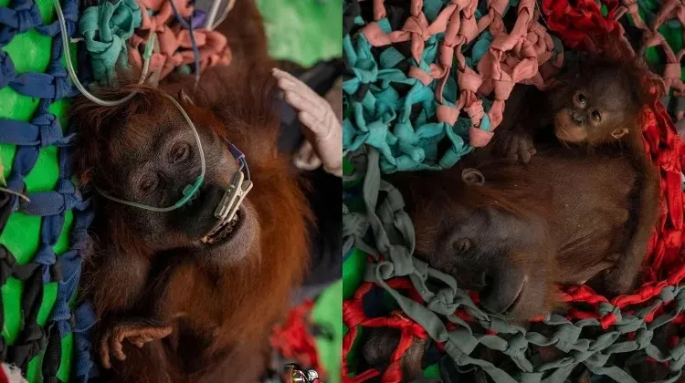 Tiga Orangutan Berhasil Dievakuasi