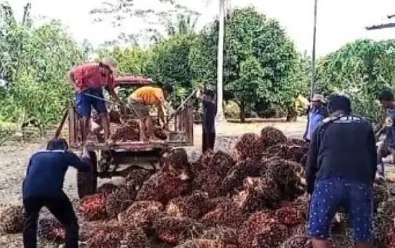 ilustrasi panen kelapa sawit