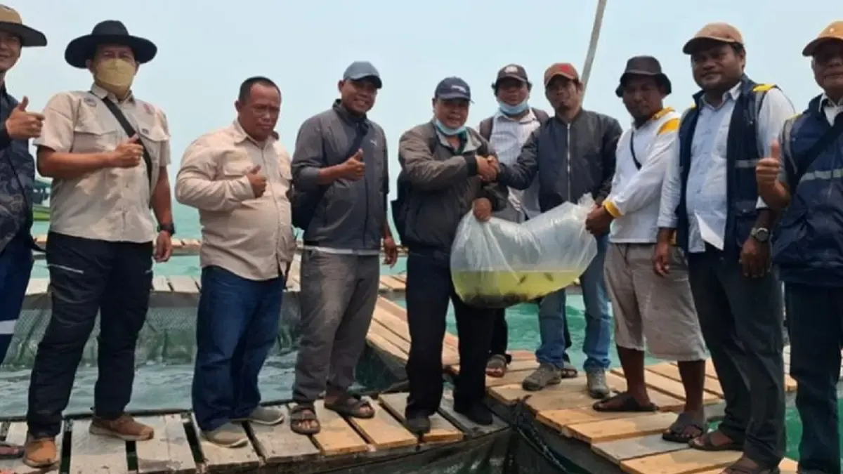 Sebanyak 5.000 bibit kerapu ditebar di keramba jaring apung (KJA) Kelompok Nelayan Bina Warga untuk budidaya di Desa Pelapis.