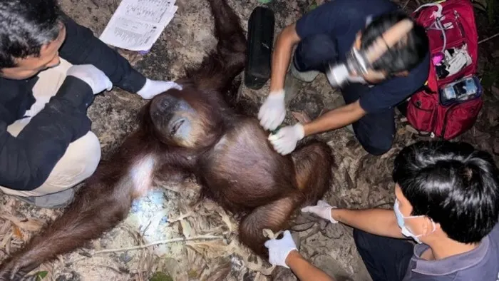 Orang utan Zahra dievakuasi.