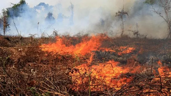 Kemendagri Tinjau Aturan Pembukaan Lahan dengan Cara Dibakar, Kalbar Jadi Prioritas