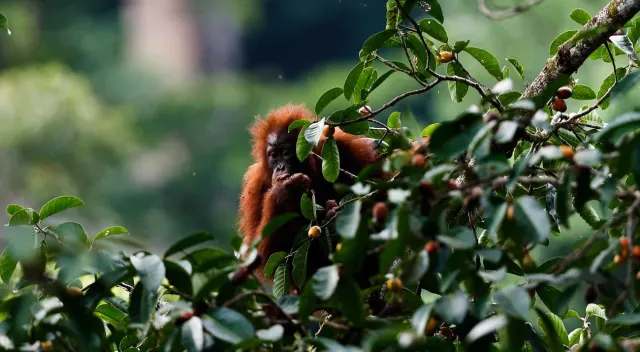 Karhutla Kalbar Ancam Habitat Orangutan, 46 Individu Berhasil Diselamatkan