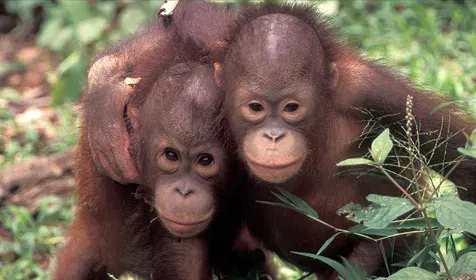Karhutla Kalbar Ancam Habitat Orangutan, 51 Ekor Dievakuasi