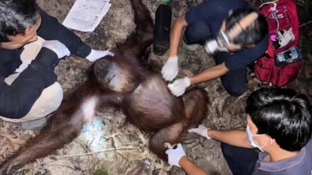 Penyelamatan Zahra: Orangutan Betina Usia 30 Tahun Berhasil Dievakuasi Tim Gabungan di Pangkalan Bun